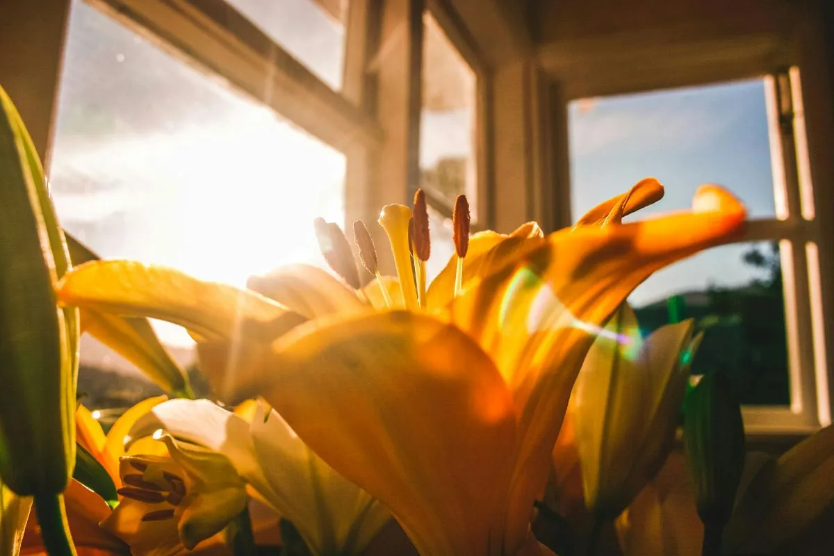 Uma flor amarela iluminada pela luz do sol através de uma janela, simbolizando a luz solar como a principal fonte natural de vitamina D e a importância da vitamina para o corpo.