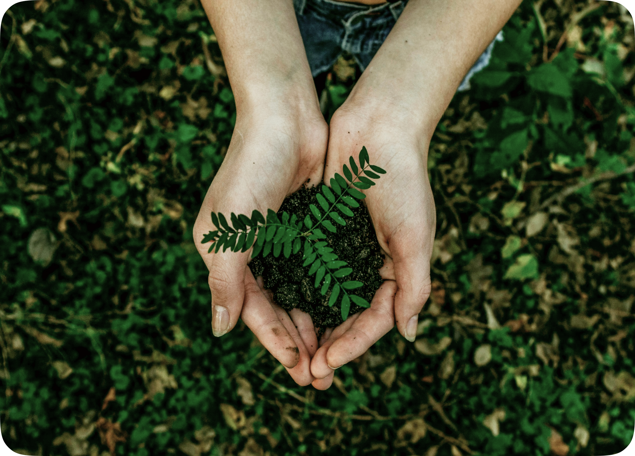 Vista superior de duas mãos segurando com cuidado um punhado de terra do qual brota uma pequena muda de planta verde.